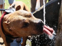 PİTBULL - Pitbull Besleyene 7 Bin 802 Lira Ceza