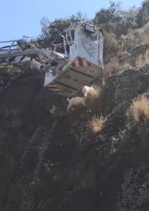 Uçurumda Mahsur Kalan Keçileri İtfaiye Kurtardı