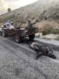 BELEVI - Yaban Domuzunu Traktörle Sürükleyen 4 Kişinin İfadesi Alındı