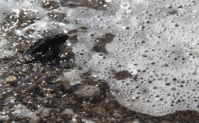Alanya'da Onlarca Caretta Caretta Mavi Sularla Buluştu