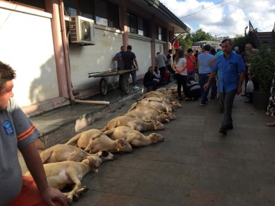 Eyüpsultan'da Şehitler İçin 53 Kurban Kesildi