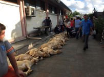 Eyüpsultan'da Şehitler İçin 53 Kurban Kesildi