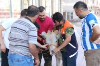 KAYHAN - Kaçan Kurbanlık Boğa Sahiplerini 20 Kilometre Peşinde Koşturdu