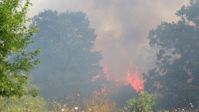 Pendik'te Korkutan Orman Yangını Söndürüldü
