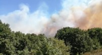 GÖÇBEYLI - Pendik'te Korkutan Orman Yangını