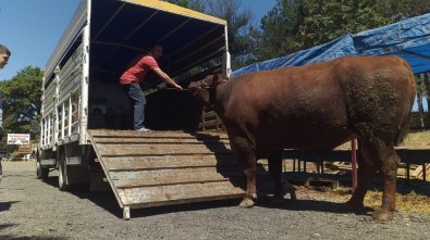 1 Buçuk Tonluk Boğa Elde Kaldı