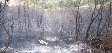 Biga'daki Orman Yangını Kontrol Altına Alındı