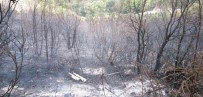 MUSTAFA CAN - Biga'daki Orman Yangını Kontrol Altına Alındı