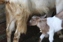 MEHMET ACAR - (Özel) Bu Keçilerin Sütü Bir Başka