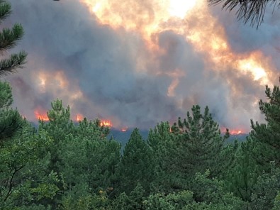 Kütahya'daki Orman Yangını Kontrol Altına Alındı