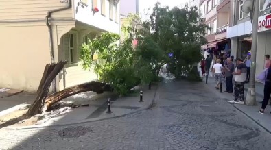 (ÖZEL) Silivri'de Yıkılan Ağaç Caddeyi Trafiğe Kapattı