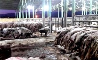 KADER - Sarıgöl'de THK, 6 Bin 289 Deri Topladı