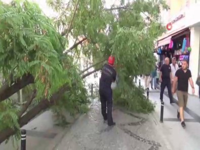 Silivri'de Yıkılan Ağaç Caddeyi Trafiğe Kapattı