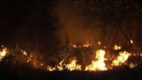 Burhaniye'de Meydana Gelen Ot Yangını Mandalina Bahçesini Kül Etti
