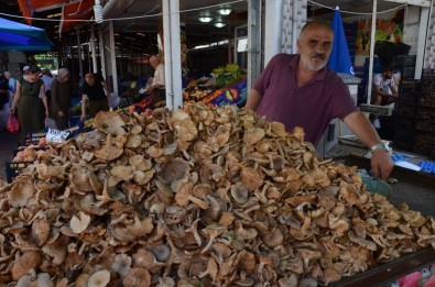 Fındık Mantarına 'Gurbetçi' Rağbeti