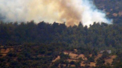 Milas'ta Orman Yangını