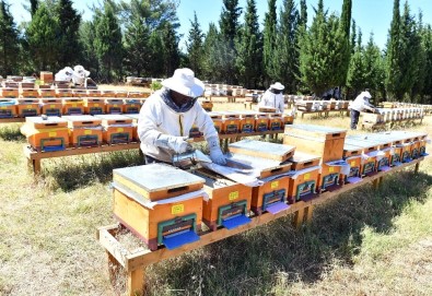 Tahtalı Barajında Bal Ormanı Kuruldu Sıra Markalaşmada