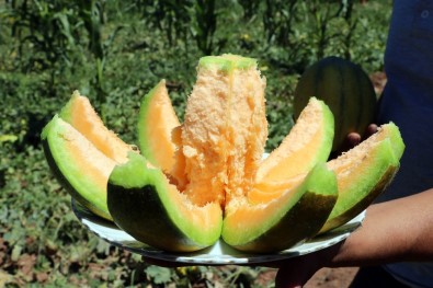 Yozgat'ta Yetişiyor, Şekli Kavuna Tadı Muza Benziyor