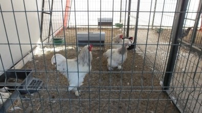 Burhaniye'de Çocuklar Ata Bindi Kümes Hayvanlarını Sevdi