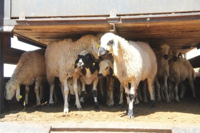 Genç Çiftçilere 2 Bin 142 Koyun Dağıtıldı