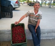 Kütahya Vişne Üretiminde Türkiye Üçüncüsü