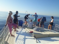 DEMRE - Tekne Turu Sırasında Oltaya Takılan 3 Metrelik Köpek Balığı Turistleri Şoke Etti