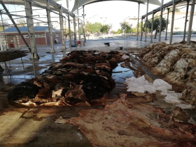 THK, Didim'de 3 Bin 223 Deri Topladı