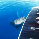 DEMRE - Turistleri Taşıyan Tur Teknesinde Köpek Balığı Heyecanı