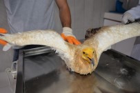 SOKAK KÖPEKLERİ - Bilecik'te Son 8 Ayda 420 Köpek İle 150 Kedi Kısırlaştırıldı