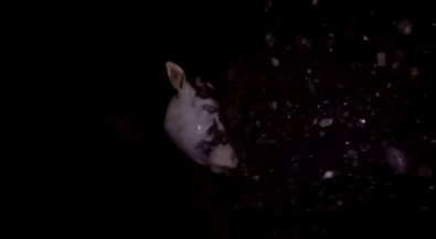 Denize Girenler Şok Yaşadı, Kesik Başı Sahile Vurdu