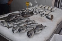 BALIK TÜRÜ - Eşkina Balığı Tezgahlardaki Yerini Almaya Başladı