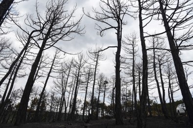 Eskişehir'deki Orman Yangınında Son Durum