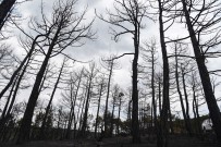 İŞ MAKİNESİ - Eskişehir'deki Orman Yangınında Son Durum