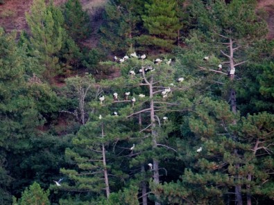 Leylekler İçin Elektrikler Kesildi