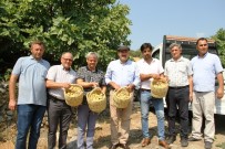 Başkan Ertürk,  İncir  Hasadı Yapan Üreticileri Ziyaret Etti Haberi