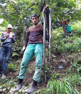 Fındık Bahçelerinde Görülen Yılanlar Korkutuyor