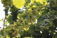 DOĞU KARADENIZ - Fındık Bilim İstiyor