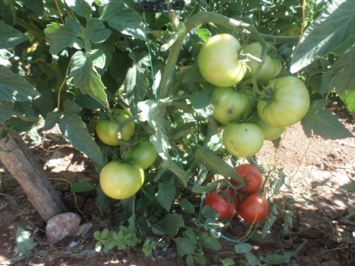 'Sırık Domates Yetiştiriciliği Tarla Günü' Yapıldı