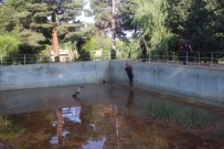 SOKAK KÖPEĞİ - Sulama Havuzuna Düşen Köpeği İtfaiye Kurtardı