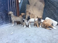 İVEDİK ORGANİZE SANAYİ - Başkent'te Zehirlenen 3 Köpek Telef Oldu
