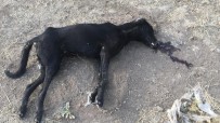 KURBAN BAYRAMı - İzmir'de Zehirlenen 7 Köpek Telef Oldu