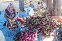 Patlıcan Tarlada 25 Kuruş