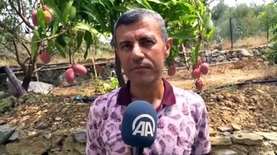 Tropikal Meyve Üreticilerinde Hedef Avrupa Pazarı