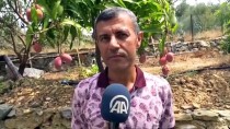 PASSIFLORA - Tropikal Meyve Üreticilerinde Hedef Avrupa Pazarı