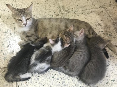 Anne Kedinin Şefkati Görülmeye Değer