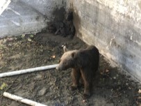 YAVRU AYILAR - Ayı Ailesine Vinçli Kurtarma