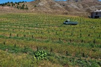 Bozkırda Karpuz Hasadı