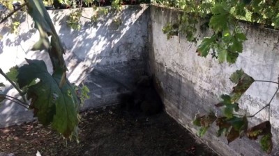 Bursa'da Kuyuya Düşen 3 Ayıyı Kurtarma Çalışması