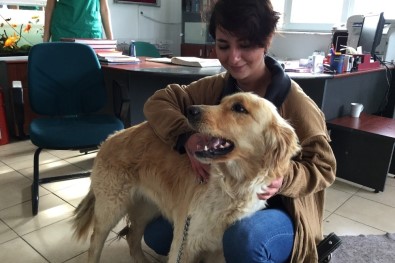 Çankaya, Terk Edilen Hayvanlara Sahip Çıkıyor