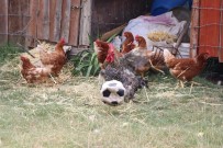 Futbol Tutkunu Horoz